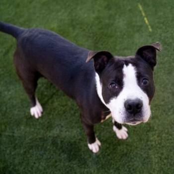 Bergie -  Pit Bull Terrier Dog for Adoption in Newberg, Oregon - Bergie | PetCurious