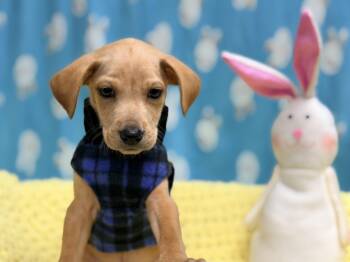 Labrador Retriever and Catahoula Leopard Dog Dogs Available for Adoption - Mint The Lab Mix Puppy | PetCurious