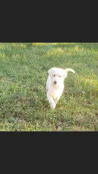 Phineas Pyr -  Great Pyrenees Dog for Adoption in Indianapolis, Indiana - Phineas Pyr | PetCurious