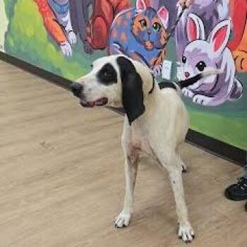 SVAS-Stray-39298 -  Hound Dog for Adoption in Lyndhurst, Virginia - SVAS-Stray-39298 | PetCurious