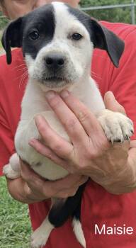 Mixed Breed Dogs Available for Adoption in Manchester Township, New Jersey - Maisie | PetCurious