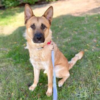 TONKA -  German Shepherd Dog and Mixed Breed Dog for Adoption in Minneapolis, Minnesota - TONKA | PetCurious