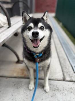 Ken -  Shiba Inu and Husky Dog for Adoption in New York, New York - Ken | PetCurious