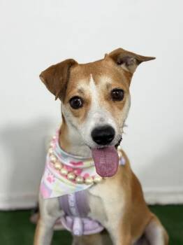 Blondie-One of our Amazing Rescue Dogs -  Jack Russell Terrier and Labrador Retriever Dog for Adoption in Carlsbad, California - Blondie-One Of Our Amazing Rescue Dogs | PetCurious