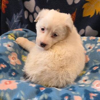 Great Pyrenees Dogs Available for Adoption in Eureka Springs, Arkansas - This | PetCurious