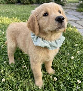 Golden Retriever Dogs Available for Adoption in Crown Point, Indiana - Tess | PetCurious