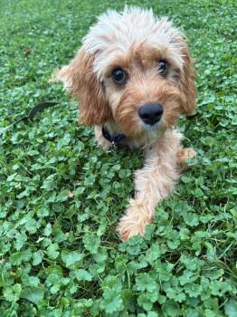 Teddy -  Cavalier King Charles Spaniel and Poodle Dog for Adoption in Harrison City, Pennsylvania - Teddy | PetCurious