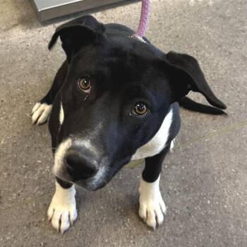 Mixed Breed Dogs Available for Adoption in Las Cruces, New Mexico - 107061 | PetCurious