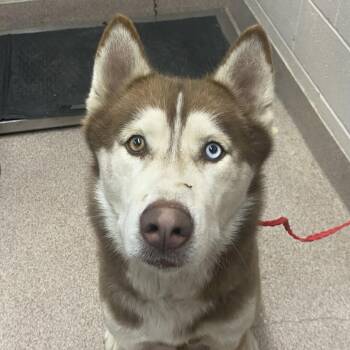 Husky Dogs Available for Adoption - Dusty | PetCurious