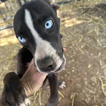 Rescue Mixed Breed Dogs for Adoption in Seguin, Texas - Bluey | PetCurious