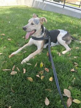 Oreo -  Great Dane Dog for Adoption in Santa Clara, California - Oreo | PetCurious