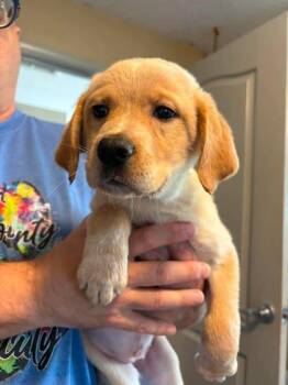 Pointer and Mixed Breed Dogs Available for Adoption in Paducah, Kentucky - See Ya | PetCurious