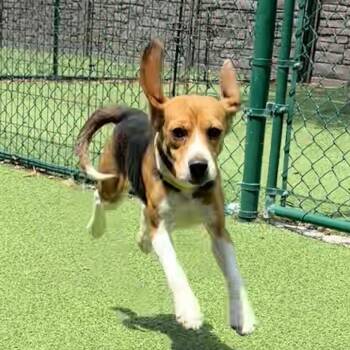 Bumble Bee 5770/5174 -  Beagle Dog for Adoption in Loxahatchee Groves, Florida - Bumble Bee 5770/5174 | PetCurious