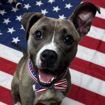 Pit Bull Terrier Dogs Available for Adoption in Hinesville, Georgia - Doll | PetCurious