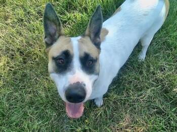 Akita and Mixed Breed Dogs Available for Adoption in Olathe, Kansas - ROCCO | PetCurious
