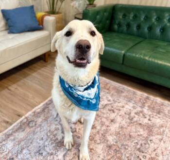 Dudley McFloof The Family Man -  Great Pyrenees and Labrador Retriever Dog for Adoption in Friendswood, Texas - Dudley McFloof The Family Man | PetCurious