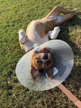Cherish -  Mixed Breed Dog for Adoption in Madison, Wisconsin - Cherish | PetCurious
