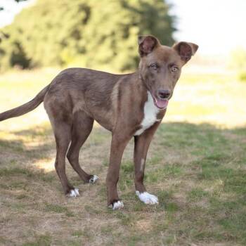 Australian Kelpie Dogs Available for Adoption - Brownie | PetCurious