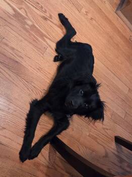 Spaniel and Shih Tzu Dogs Available for Adoption - Ted | PetCurious