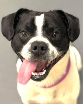 Boston Terrier and Terrier Dogs Available for Adoption - Albert | PetCurious