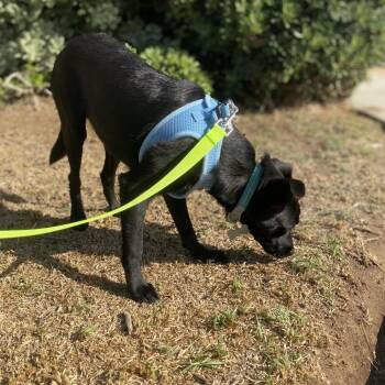 Bentley -  Spaniel and Terrier Dog for Adoption in Escondido, California - Bentley | PetCurious