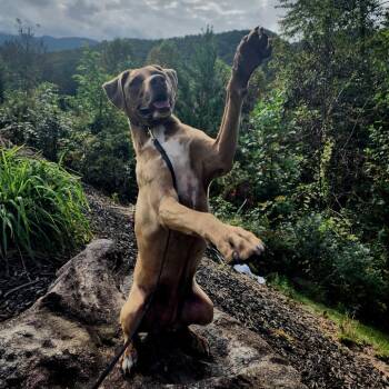 Rescue Labrador Retriever and Mixed Breed Dogs for Adoption in Blairsville, Georgia - Mia | PetCurious