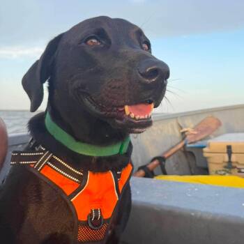 Niko -  Black Labrador Retriever Dog for Adoption in Corpus Christi, Texas - Niko | PetCurious