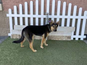 German Shepherd Dog and Mixed Breed Dogs Available for Adoption in Modesto, California - BEANS | PetCurious