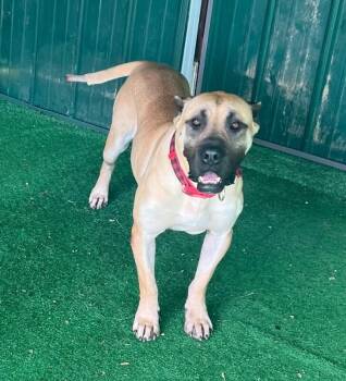 Daphne (B) -  Mastiff and Mixed Breed Dog for Adoption in Roanoke, Virginia - Daphne (B) | PetCurious