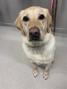 TOBY -  Labrador Retriever Dog for Adoption in Fairbanks, Alaska - TOBY | PetCurious
