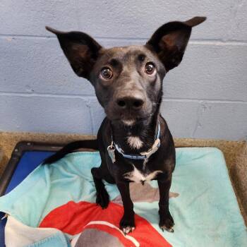 Eve -  Mixed Breed Dog for Adoption in Falls Church, Virginia - Eve | PetCurious