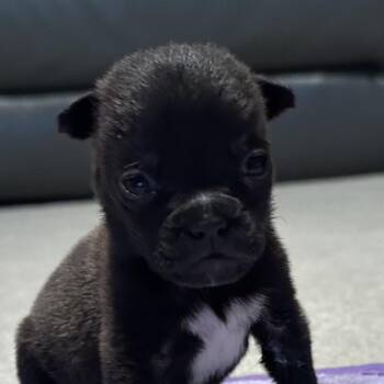 Pug and Mixed Breed Dogs Available for Adoption - Murphy | PetCurious