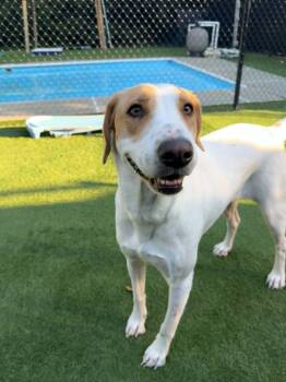 Reonna -  Hound Dog for Adoption - Reonna | PetCurious