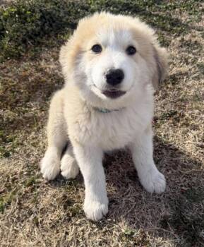 Great Pyrenees Dogs Available for Adoption - Twiglet  | PetCurious