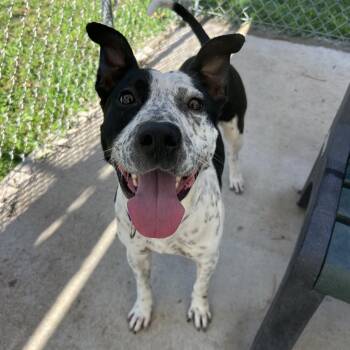 Speckles -  Australian Cattle Dog Blue Heeler Dog for Adoption in Klein, Texas - Speckles | PetCurious
