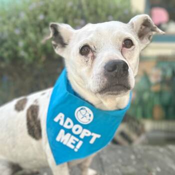 Aloha -  Chihuahua Dog for Adoption in Pacific Grove, California - Aloha | PetCurious