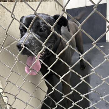 Terrier and Pit Bull Terrier Dogs Available for Adoption in Madisonville, Kentucky - Saint | PetCurious