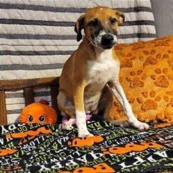 Reba -  Mixed Breed Dog for Adoption in Binghamton, New York - Reba | PetCurious