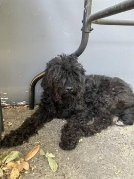 SHELLY -  Mixed Breed Dog for Adoption in Dallas, Texas - SHELLY | PetCurious