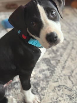 Rescue Terrier Dogs for Adoption in New London, Wisconsin - Huckie Malone | PetCurious