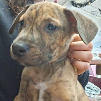 Sid -  Mixed Breed Dog for Adoption in Fort Bragg, California - Sid | PetCurious