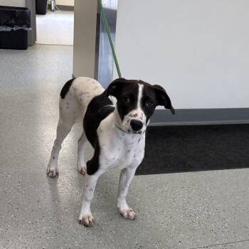 Harley -  Pointer and Hound Dog for Adoption in Galax, Virginia - Harley | PetCurious