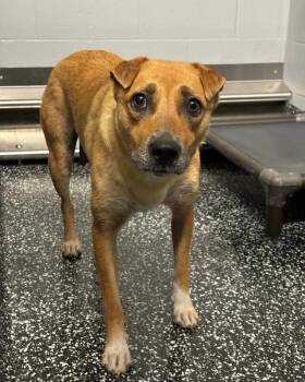 Pinto -  Mixed Breed Dog for Adoption in Jackson, Tennessee - Pinto | PetCurious