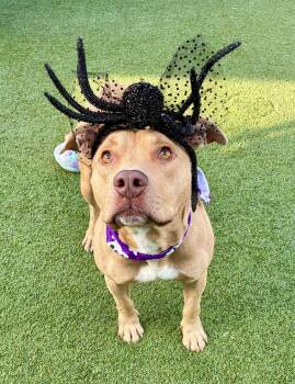 Cory --Courtesy Post. Out of town pet. See below for details-- -  Pit Bull Terrier Dog for Adoption in Eagle, Idaho - Cory --Courtesy Post. Out Of Town Pet. See Below For Details-- | PetCurious