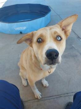 Margaritaville -  Husky and Labrador Retriever Dog for Adoption in Elk Grove, California - Margaritaville | PetCurious