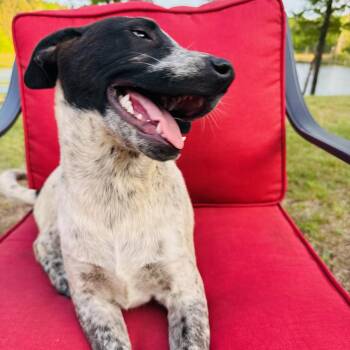 Buzz -  Australian Cattle Dog Blue Heeler and Cattle Dog Dog for Adoption in Atlanta, Texas - Buzz | PetCurious