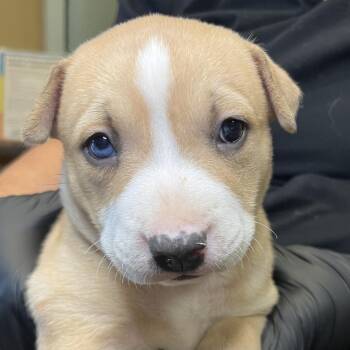 Sneezy -  Mixed Breed Dog for Adoption in Palm Springs, California - Sneezy | PetCurious