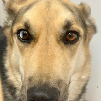 Boscoe -  Basset Hound and Shepherd Dog for Adoption in Great Falls, Montana - Boscoe | PetCurious