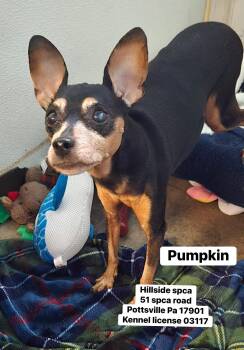 Pumpkin -  Miniature Pinscher Dog Available for Adoption in Pottsville, Pennsylvania - Pumpkin | PetCurious