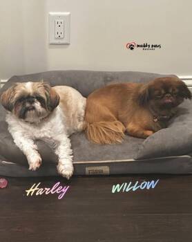Shih Tzu Dogs Available for Adoption in Council Bluffs, Iowa - Willow | PetCurious